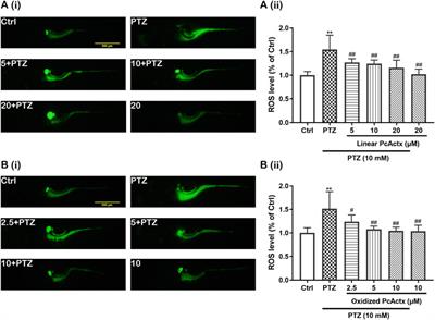 Toxic Peptide From Palythoa caribaeorum Acting on the TRPV1 Channel Prevents Pentylenetetrazol-Induced Epilepsy in Zebrafish Larvae